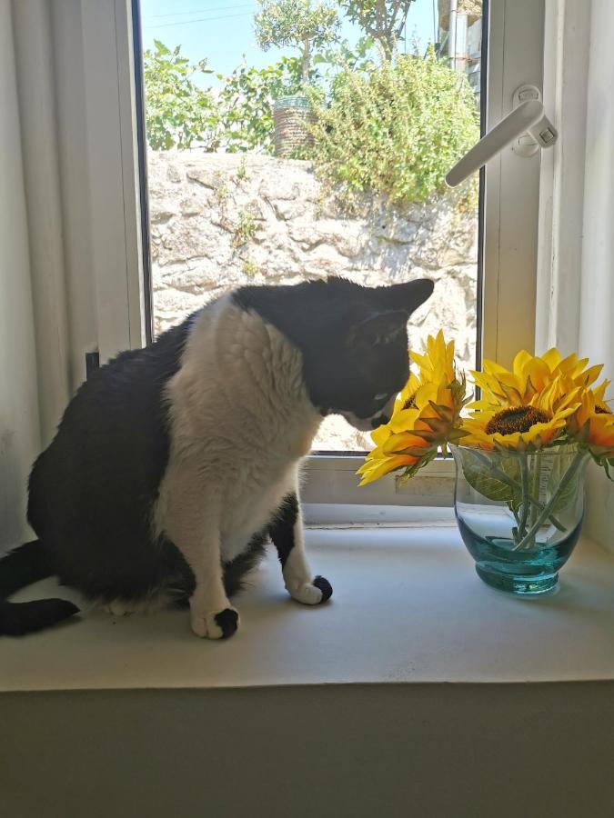 St. Johns Alley Of Poetry And Imaginary Cats ปอร์โต ภายนอก รูปภาพ